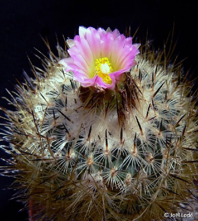 Rapicactus beguinii ©JLcoll.1844